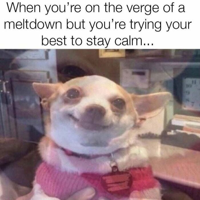 78 Animal Memes So Funny You'll Want to Hug Your Screen