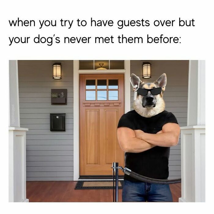 78 Animal Memes So Funny You'll Want to Hug Your Screen