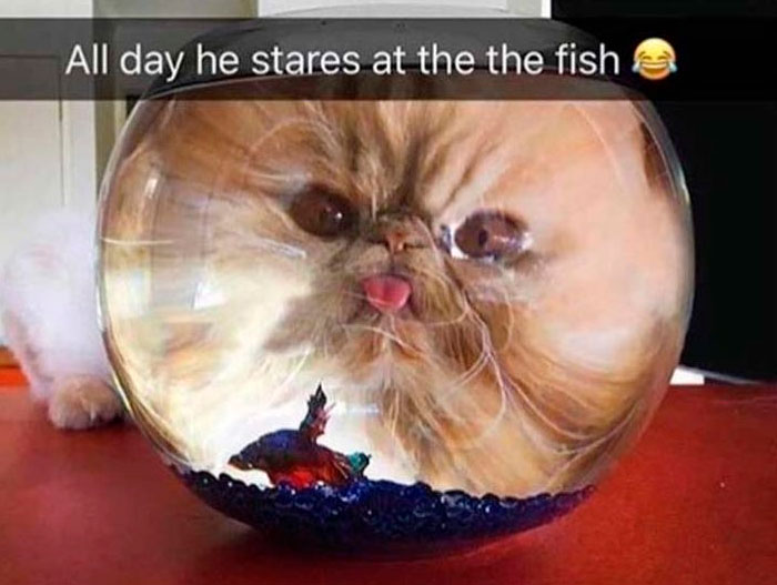 78 Animal Memes So Funny You'll Want to Hug Your Screen