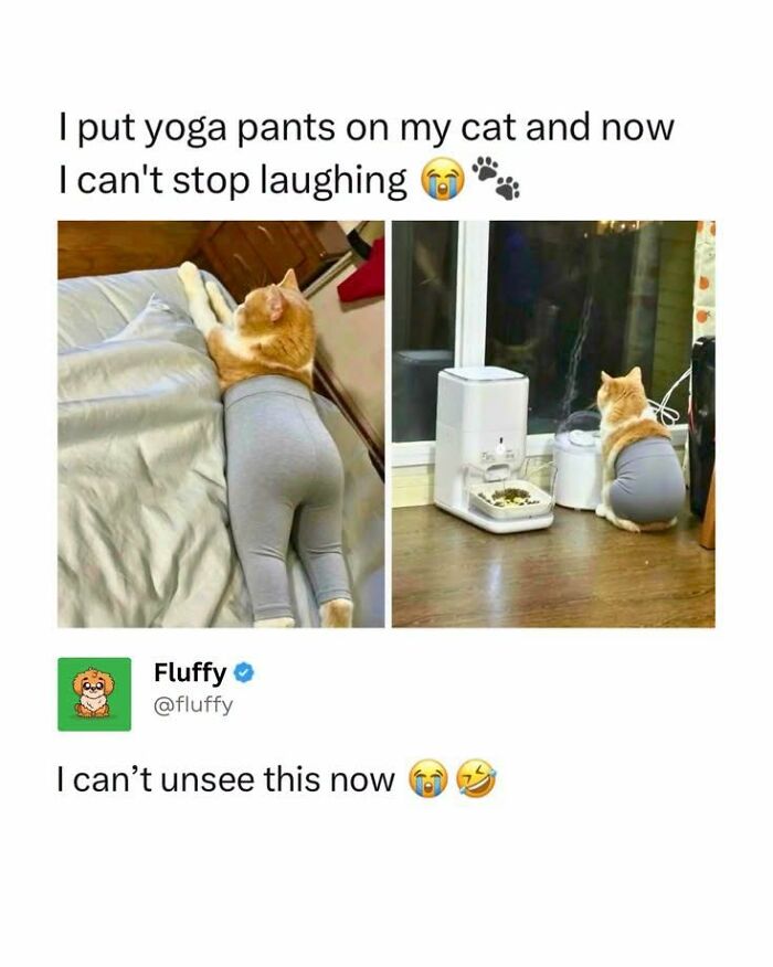 78 Animal Memes So Funny You'll Want to Hug Your Screen