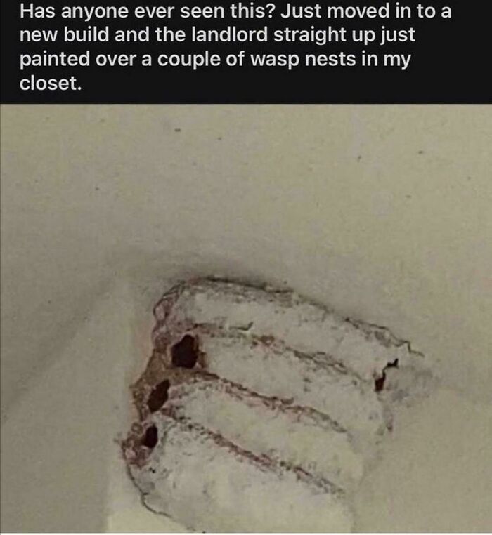 Landlords and Their DIY Masterpieces