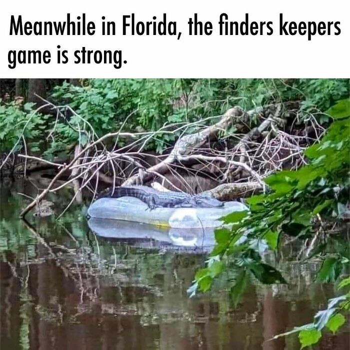 Wait, You Won't Believe These Wild Florida Moments!