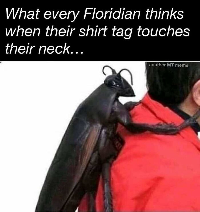 Wait, You Won't Believe These Wild Florida Moments!