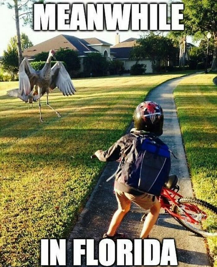 Wait, You Won't Believe These Wild Florida Moments!