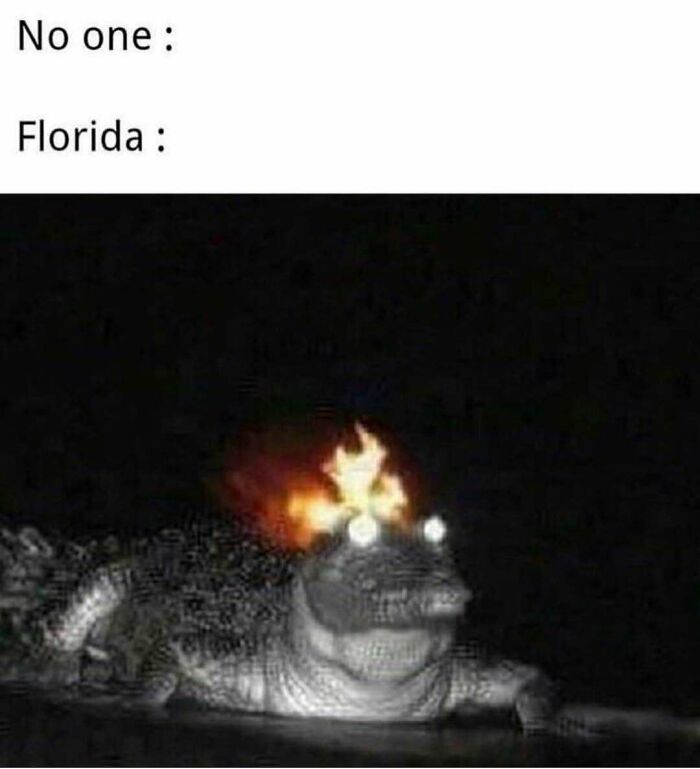 Wait, You Won't Believe These Wild Florida Moments!