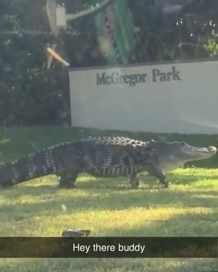 Wait, You Won't Believe These Wild Florida Moments!