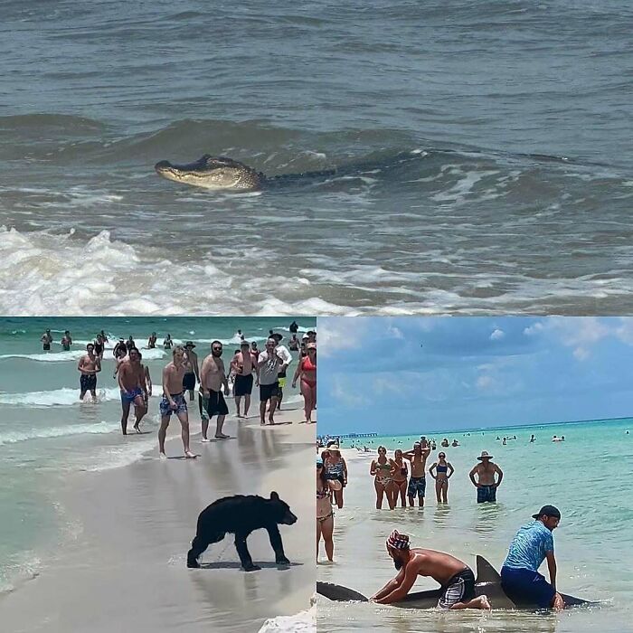 Wait, You Won't Believe These Wild Florida Moments!