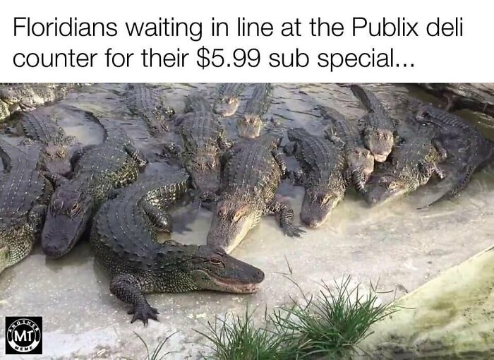 Wait, You Won't Believe These Wild Florida Moments!