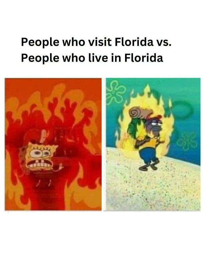 Wait, You Won't Believe These Wild Florida Moments!