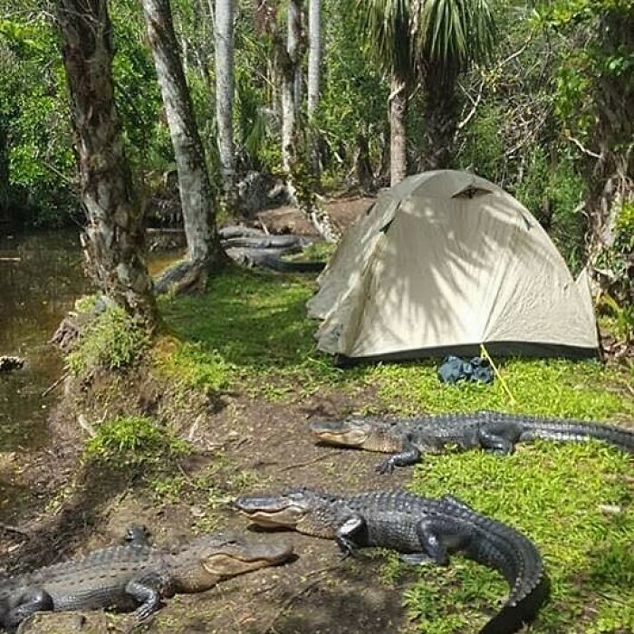 Wait, You Won't Believe These Wild Florida Moments!