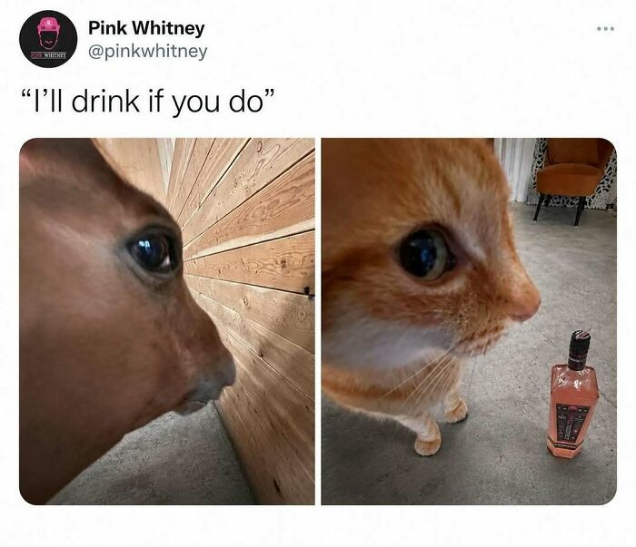 Wait, They Actually Ranked That?! Check Out 65 Hilarious Memes That Totally Made Us LOL