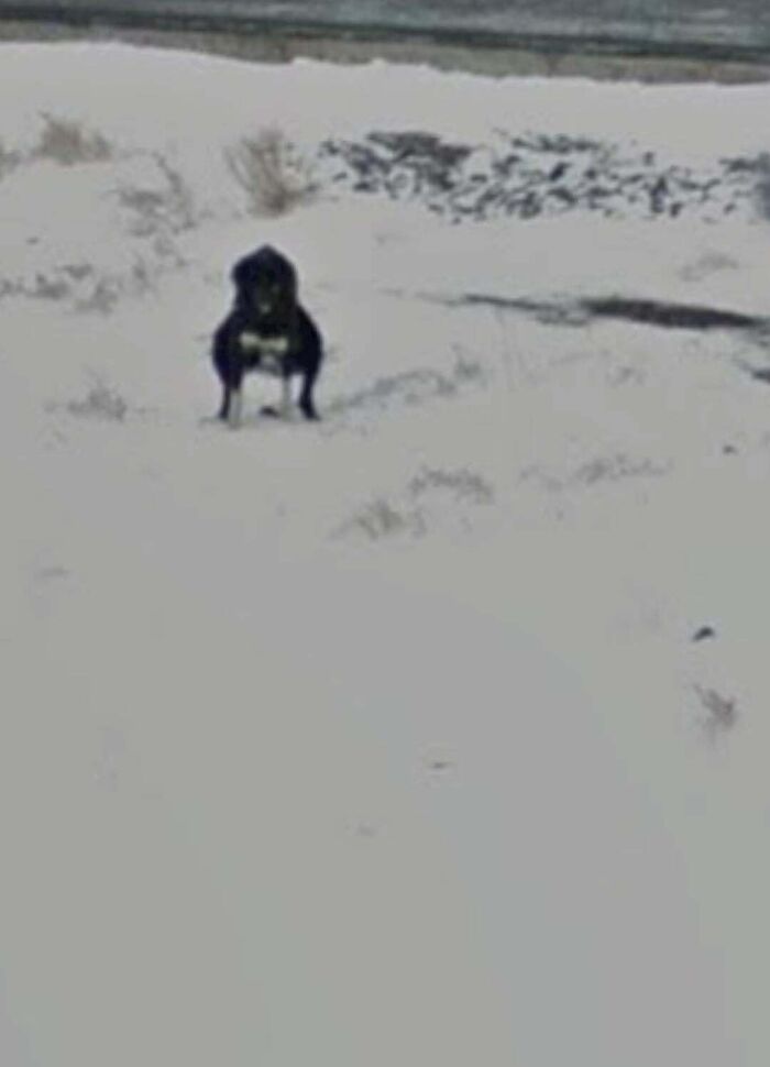 That Dog Is… You Know… Doing Its Business In Mongolia