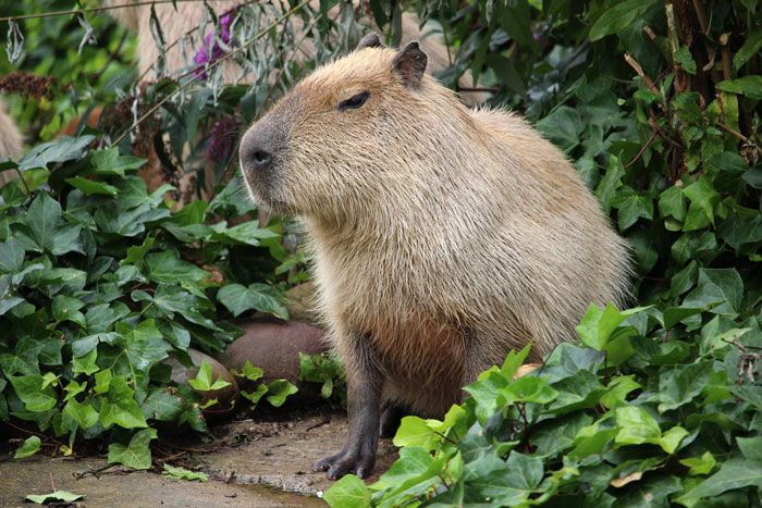 What Are Those ‘Coconut’ Animals That Aren’t Really Dogs?