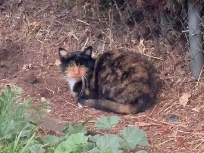 This Cat's Face Is Weirdly Human and It's Kinda Creepy