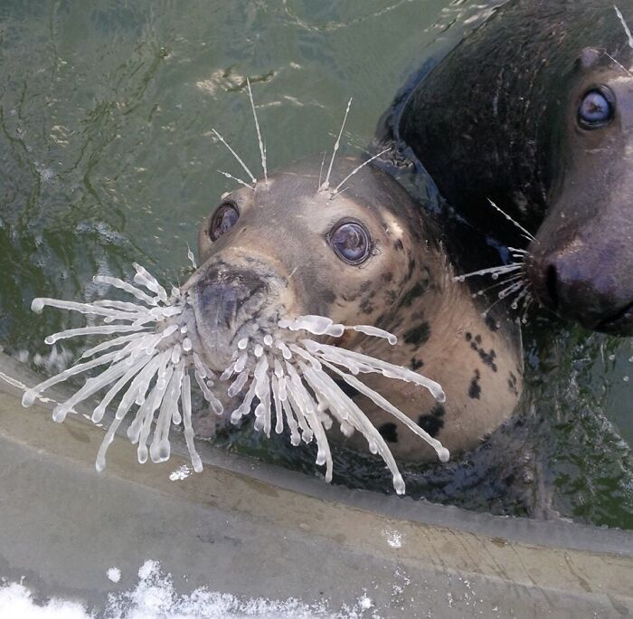 Seal’s Whiskers Frozen Solid at -14°F – Nature’s Ice Art!