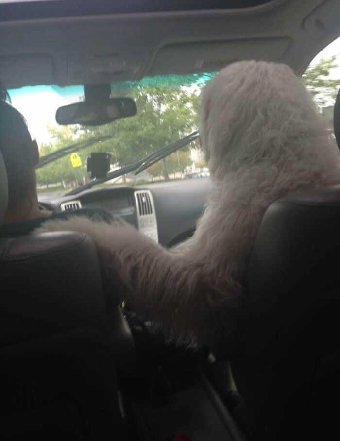 Family Dog Huffs and Cries in Car Unless He’s Up Front for Snuggles