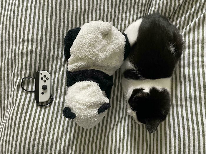 My Panda and Cat Are Total Opposites – Seriously, Look!