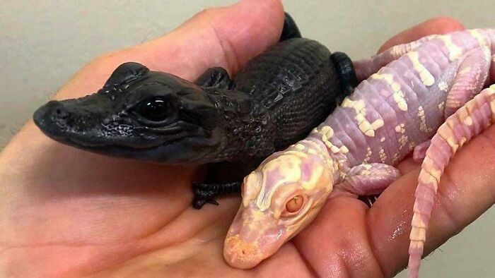 Spotted a Melanistic & Albino Alligator – What?!