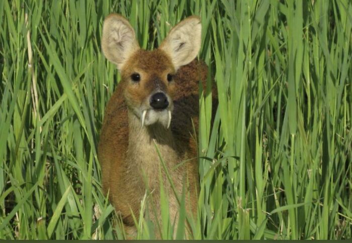 Chinese Water Deer With Fangs Instead of Antlers – Nature’s Plot Twist
