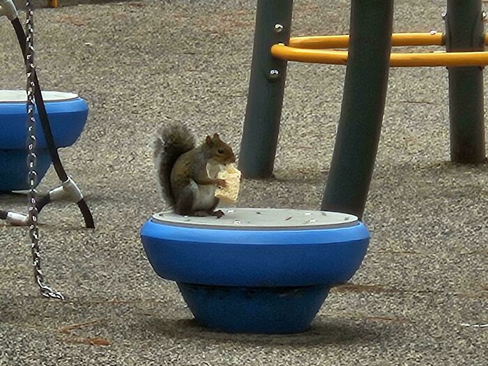 Saw a Squirrel Munching a Rice Krispie Treat at the Park