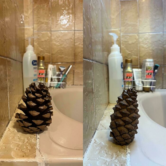 Put a Pinecone in the Shower and It Opens and Closes Like Magic