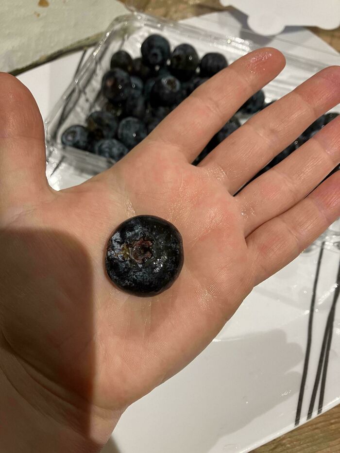 Biggest Blueberry I’ve Ever Seen – Berry Big!