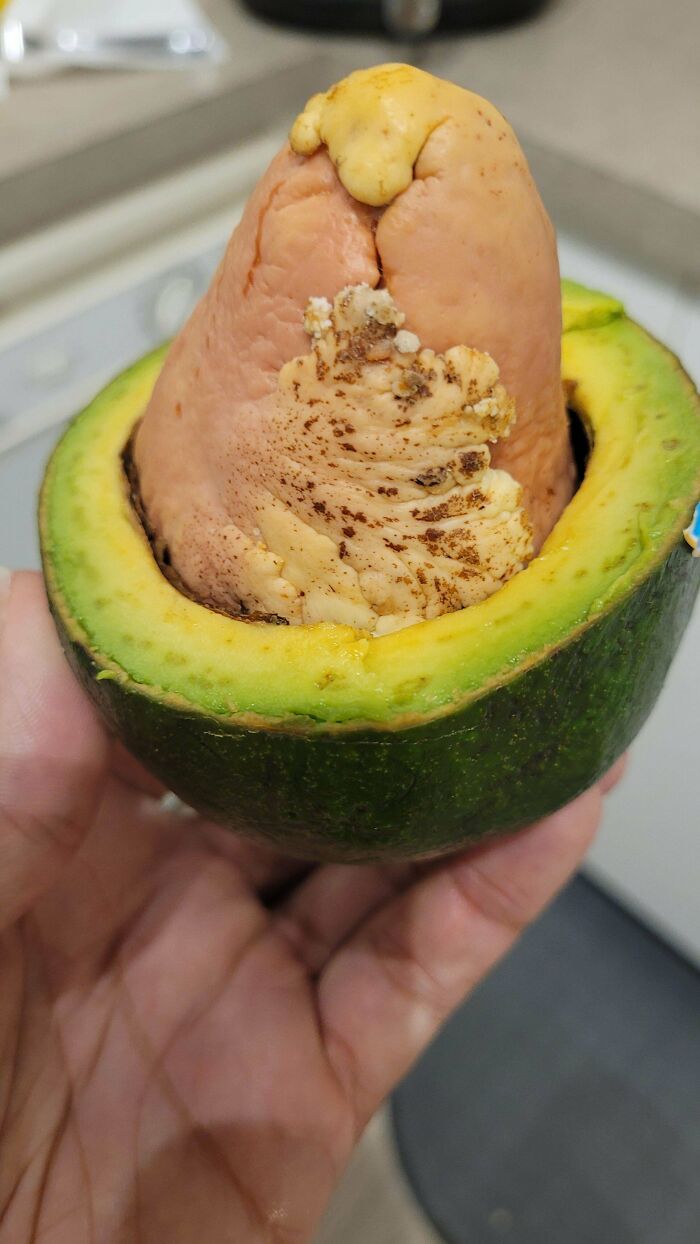 Weird Growth on My Avocado Seed – Nature’s Little Freak Out