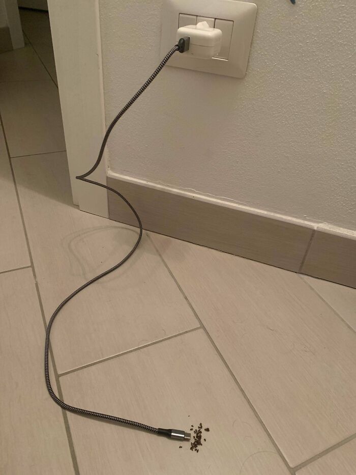 Found a Pile of Dead Ants by My Charger Port – Creepy!