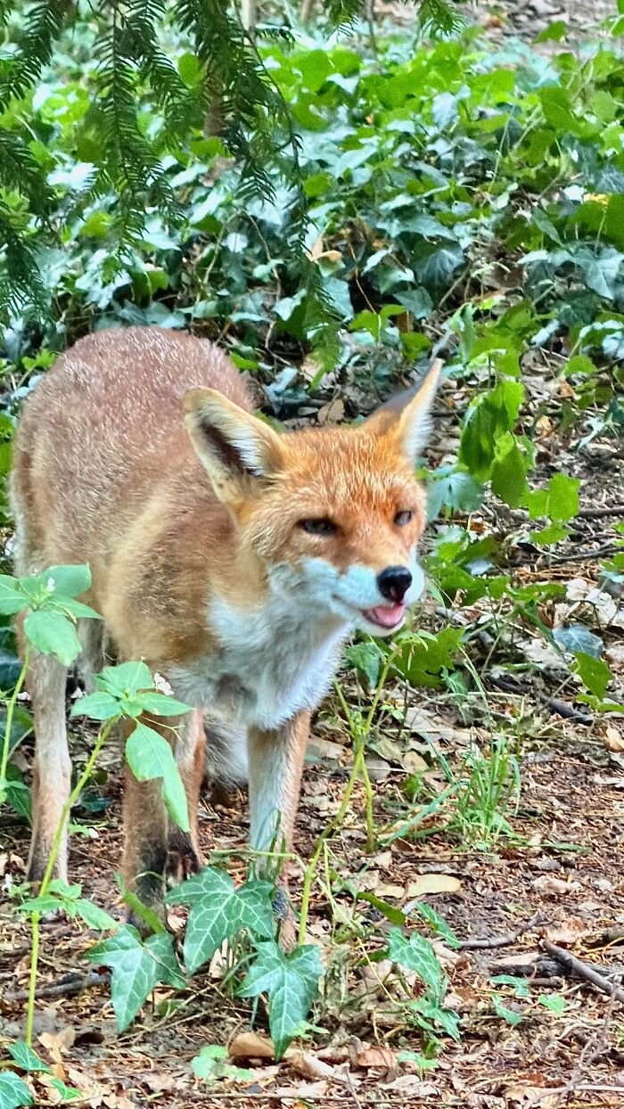 Nature’s Cutest Photobombs That’ll Totally Brighten Your Day