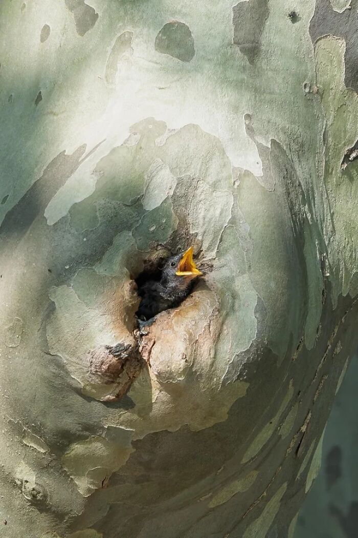 Nature’s Cutest Photobombs That’ll Totally Brighten Your Day