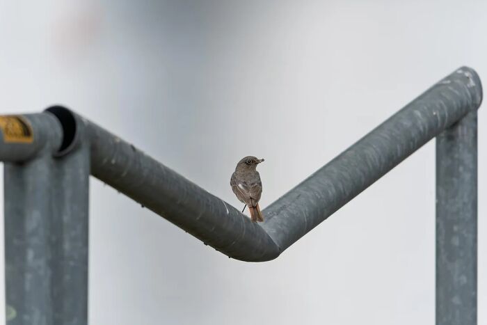 Nature’s Cutest Photobombs That’ll Totally Brighten Your Day