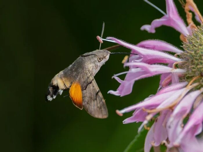 Nature’s Cutest Photobombs That’ll Totally Brighten Your Day