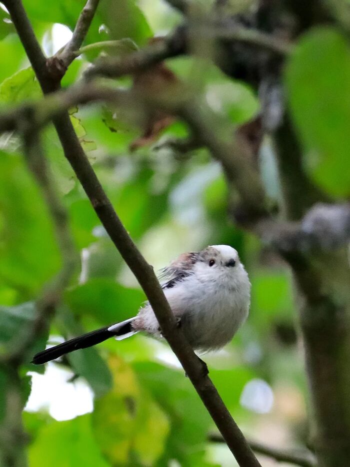 Nature’s Cutest Photobombs That’ll Totally Brighten Your Day