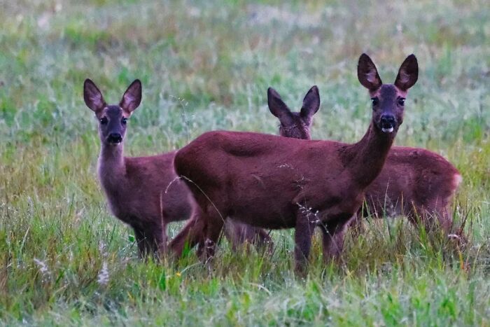 Nature’s Cutest Photobombs That’ll Totally Brighten Your Day