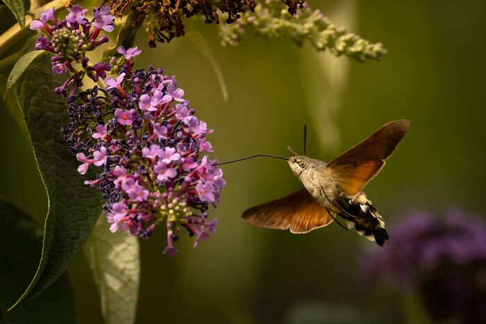 Nature’s Cutest Photobombs That’ll Totally Brighten Your Day