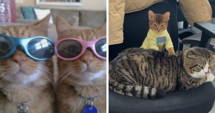These Cat Memes Will Totally Crack You Up (And Maybe Teach You Stuff?)