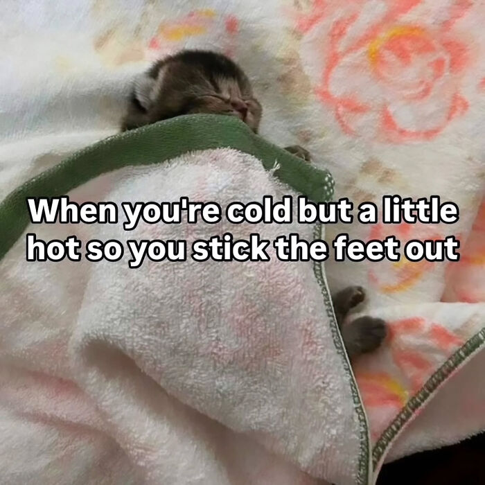 These Cat Memes Will Totally Crack You Up (And Maybe Teach You Stuff?)
