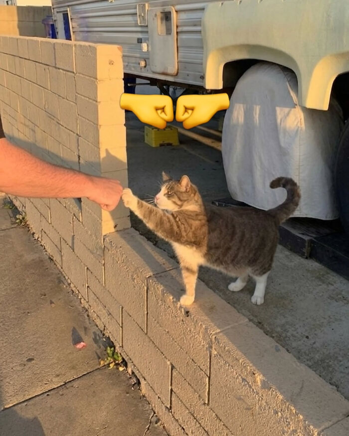 These Cat Memes Will Totally Crack You Up (And Maybe Teach You Stuff?)