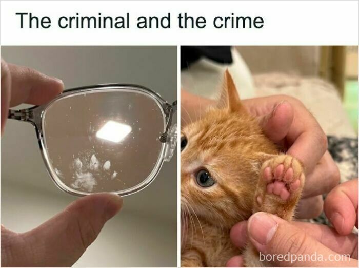 These Cat Memes Will Totally Crack You Up (And Maybe Teach You Stuff?)