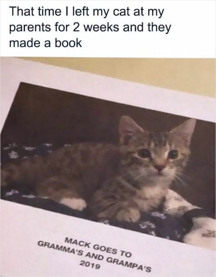 These Cat Memes Will Totally Crack You Up (And Maybe Teach You Stuff?)