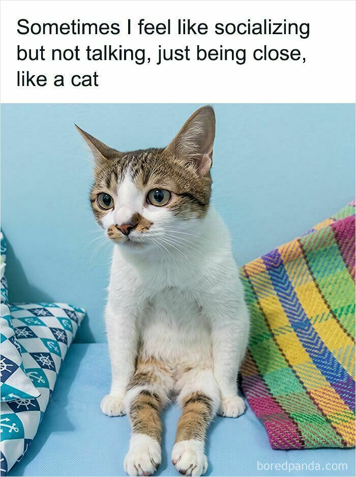 These Cat Memes Will Totally Crack You Up (And Maybe Teach You Stuff?)