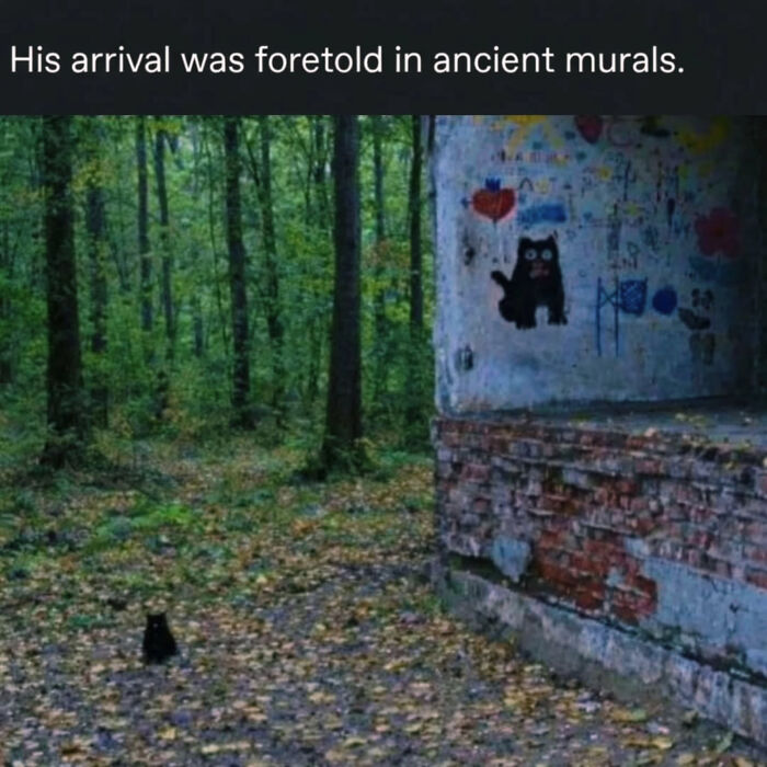These Cat Memes Will Totally Crack You Up (And Maybe Teach You Stuff?)
