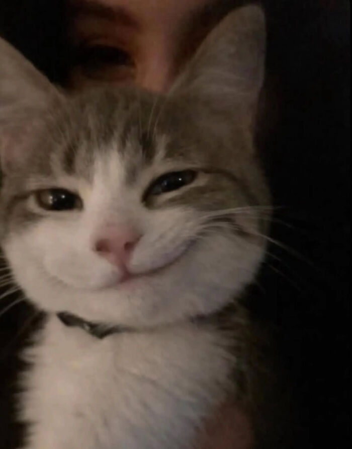 These Cat Memes Will Totally Crack You Up (And Maybe Teach You Stuff?)