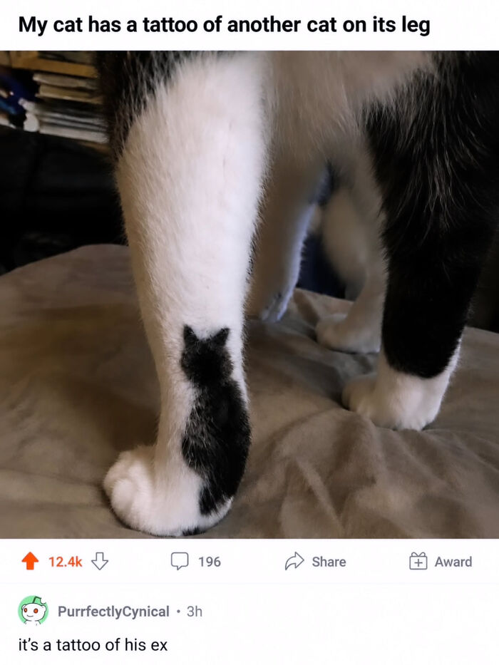 These Cat Memes Will Totally Crack You Up (And Maybe Teach You Stuff?)