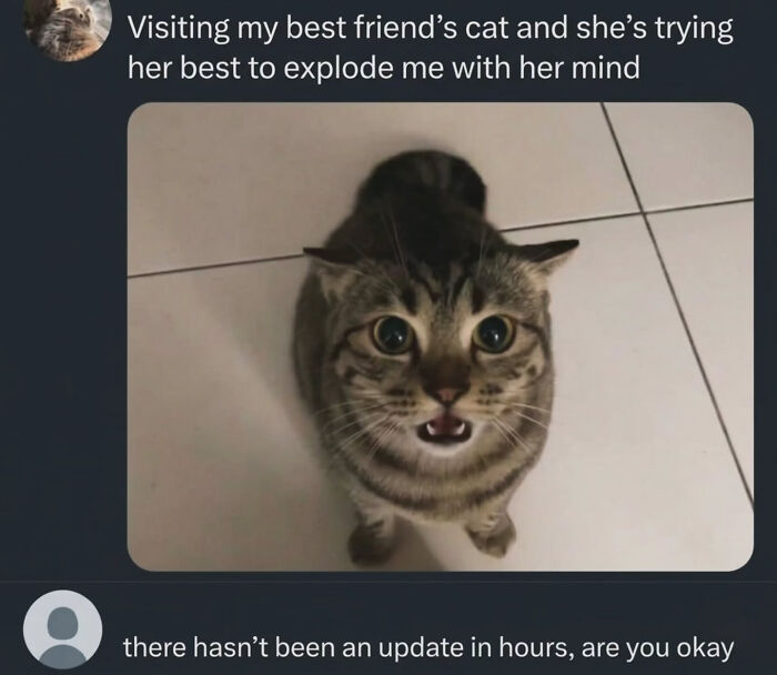 These Cat Memes Will Totally Crack You Up (And Maybe Teach You Stuff?)