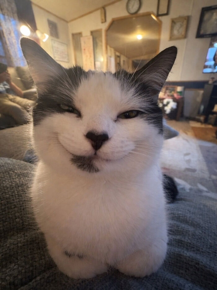 These Cat Memes Will Totally Crack You Up (And Maybe Teach You Stuff?)