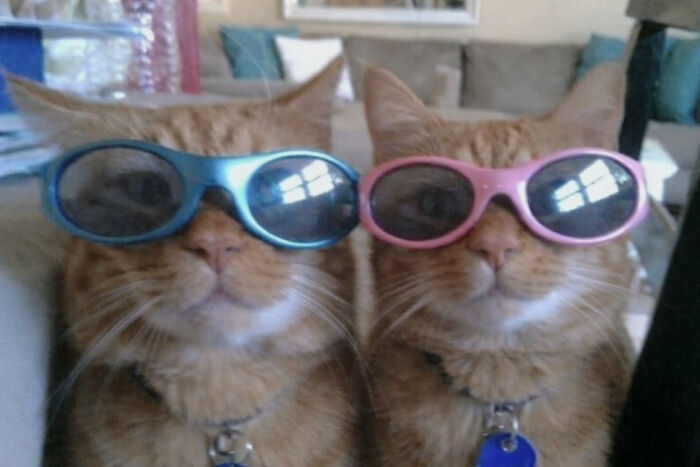 These Cat Memes Will Totally Crack You Up (And Maybe Teach You Stuff?)