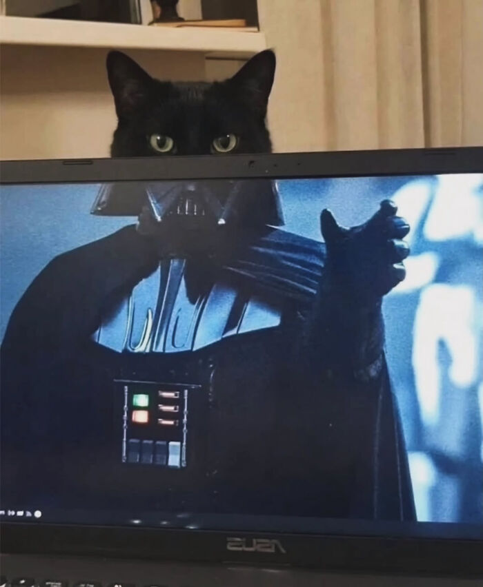 These Cat Memes Will Totally Crack You Up (And Maybe Teach You Stuff?)