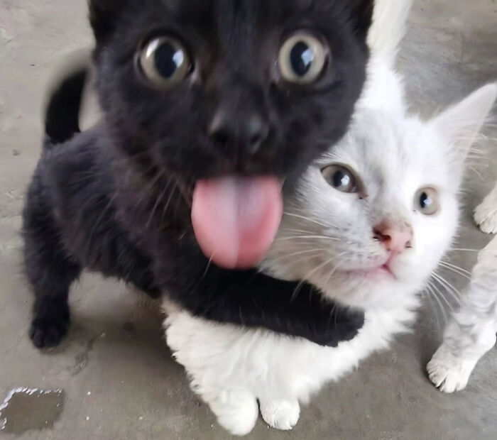 These Cat Memes Will Totally Crack You Up (And Maybe Teach You Stuff?)