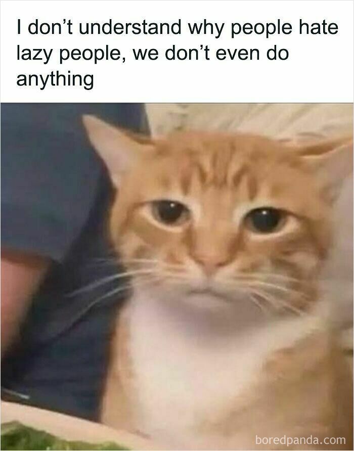 These Cat Memes Will Totally Crack You Up (And Maybe Teach You Stuff?)